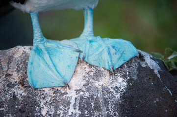 Close-up of a Blue-footed booby's (Sula nebouxii) webbed feet, Galapagos National Park; Espanola Island, Galapagos Islands, Ecuador