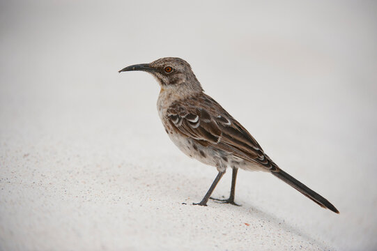 Espanola mockingbird (Mimus macdonaldi) walking on white sand on Espanola Island in Galapagos National Park. This species is listed as vulnerable; Espanola Island, Galapagos Islands, Ecuador