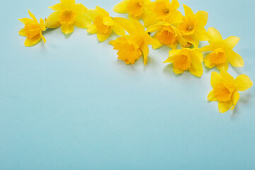 yellow daffodils flowers on blue papper background