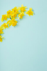 yellow daffodils flowers on blue papper background