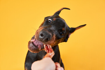 Doberman dog on a yellow background gnaws on a treat. funny pet. Studio photo 