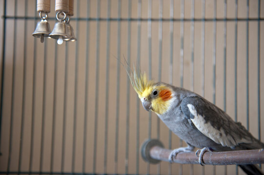 Pet cockatiel perches inside it's cage; Lincoln, Nebraska, United States of America
