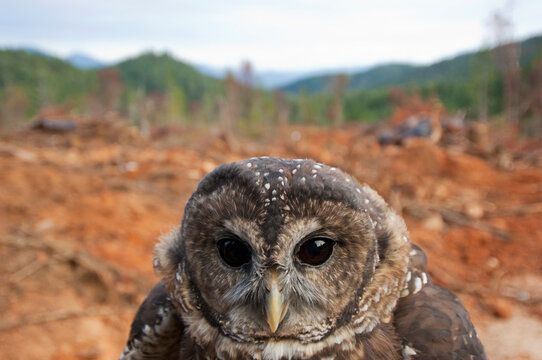 Federally threatened Northern spotted owl (Strix occidentalis caurina) in a fresh clear cut; Merlin, Oregon, United States of America