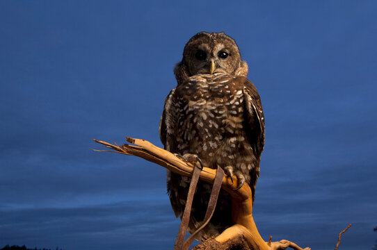 Portrait of a federally threatened Northern spotted owl (Strix occidentalis caurina) perched on a branch, tethered with leather straps; Merlin, Oregon, United States of America