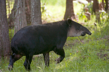 Federally endangered Baird's tapir (Tapirus bairdii) at White Oak Conservation Center, Florida, USA; Yulee, Florida, United States of America