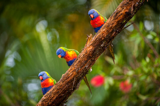 Rainbow lorikeets (Trichoglossus haematodus) perched in a row on a branch; Loganholme, Queensland, Australia - Powered by Adobe