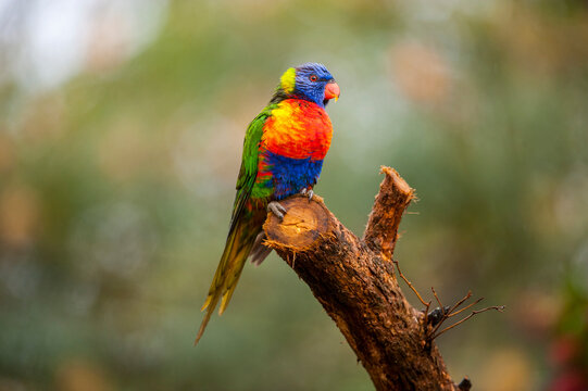 Rainbow lorikeet (Trichoglossus haematodus) perched on a branch; Loganholme, Queensland, Australia
