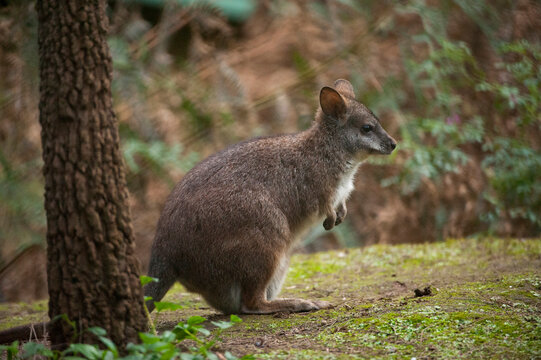 Parma wallaby (Macropus parma); Healesville, Victoria, Australia