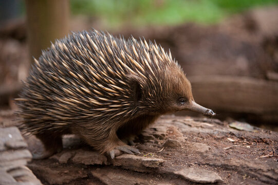 Short-beaked echidna (Tachyglossus aculeatus); Healesville, Victoria, Australia