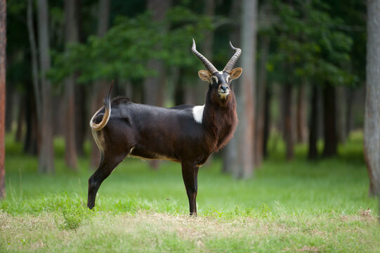 Nile lechwe (Kobus megaceros) at White Oak Conservation Center; Yulee, Florida, United States of America