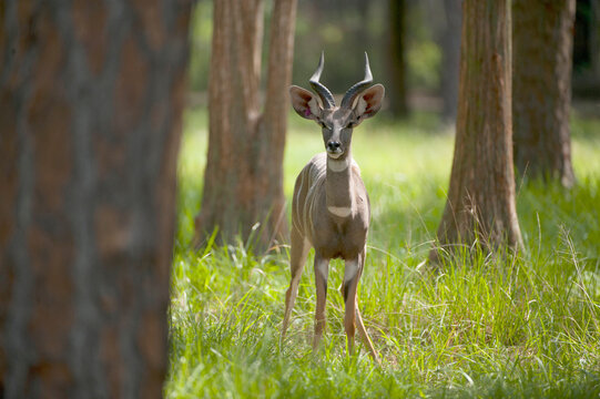 Lesser kudu (Ammelaphus imberbis) at White Oak Conservation Center; Yulee, Florida, United States of America