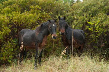 Rare wild Banker horses (Equus ferus caballus) on Shackleford Banks, one of only 350 Banker horses left in the world; Harker's Island, North Carolina, United States of America