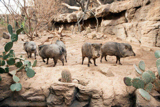 Group of collared peccaries (Dicotyles tajacu) at a zoo; Omaha, Nebraska, United States of America
