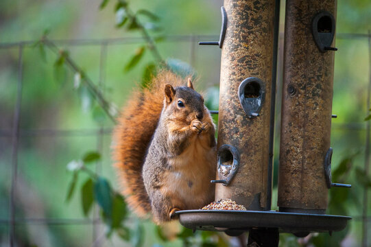 Squirrel eats seeds while balancing itself on a bird-feeder; Lincoln, Nebraska, United States of America