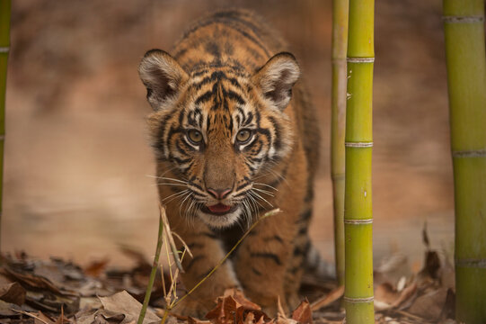 Portrait of a critically-endangered Sumatran tiger cub (Panthera tigris sumatrae) moving towards the camera in a zoo; Atlanta, Georgia, United States of America