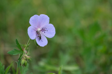Meadow geranium blue flower with a bee, insect and a flower