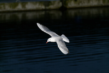 Seagull night flight in winter.