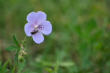 Obraz premium Meadow geranium flower and a bee close up in nature