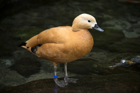 Portrait of a Ruddy shelduck (Tadorna ferruginea) in a zoo; Sydney, New South Wales, Australia