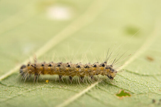 Caterpillar of a fall webworm (Hyphantria cunea) crawling on a leaf; Perry, Florida, United States of America