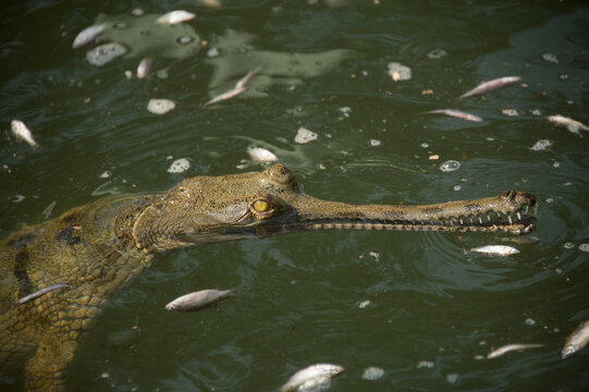 Critically endangered Gharial (Gavialis gangeticus) feeding on fish in water at a Rehabilitation Center in India; Lucknow, India