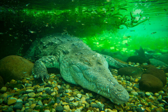 Orinoco crocodile (Crocodiles intermedium) underwater in a zoo tank; Nilo, Cundinamarca, Colombia