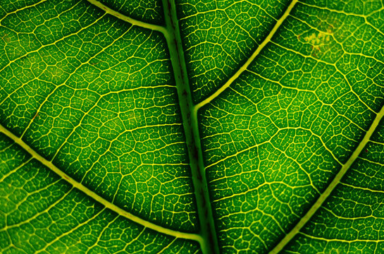 Extreme close-up detail of leaf venation