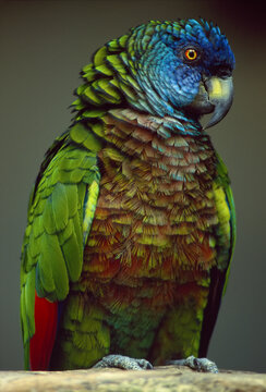 Portrait of a St. Lucia Parrot (Amazona versicolor); St. Lucia, British West Indies