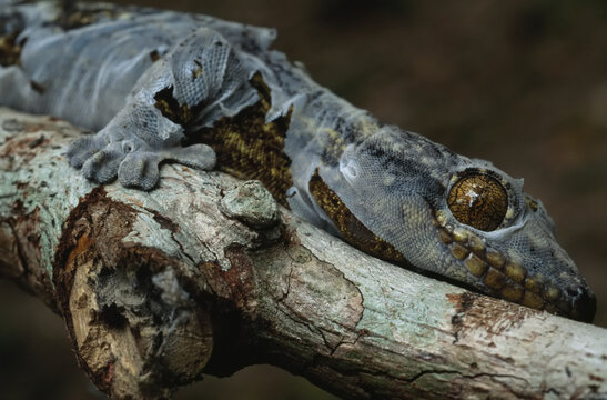 A gecko sheds its skin and matches the bark in its environment.  Geckos are therefore camouflaged from predators, Madidi National Park, Bolivia; Bolivia