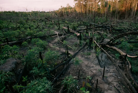 Clear-cuts are planted with manioc (Manihot esculenta), a very inefficient way to farm; Quiandeua, Brazil