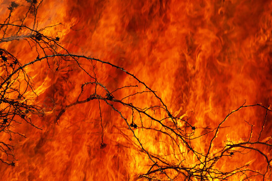 Flames of a controlled fire on prairie land; Texas, United States of America
