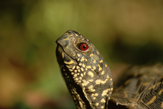 Close-up portrait of an Ornate box turtle (Terrapene ornata); Flint Hills, Kansas, United States of America