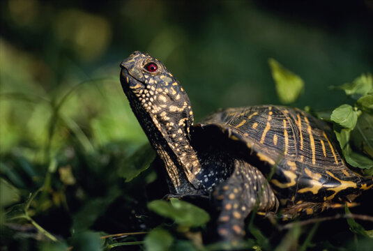 Ornate box turtle (Terrapene ornata) surveys the surrounding landscape; Flint Hills, Kansas, United States of America
