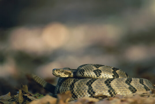 Timber rattler (Crotalus horridus horridus) in defensive pose shakes its tail in warning; Bartlesville, Oklahoma, United States of America