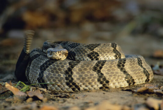 Timber rattler (Crotalus horridus horridus) in defensive pose shakes its tail in warning; Bartlesville, Oklahoma, United States of America