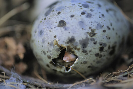 Close view of Glaucous-winged gull egg (Larus glaucescens) hatching; Vancouver Island, British Columbia, Canada