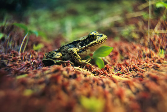 Northern red-legged frog (Rana aurora) in old growth forest, Clayoquot Sound, Vancouver Island, BC, Canada; British Columbia, Canada