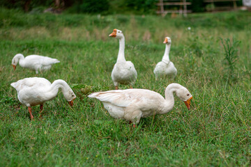 The geese in the fields are looking for food, the geese are white