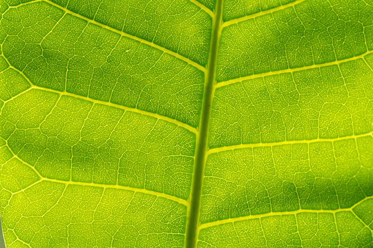 Extreme close view of the leaf of the rare Hawaiian plum (Alectryon macrococcus) at University of California at Los Angeles; Los Angeles, California, United States of America