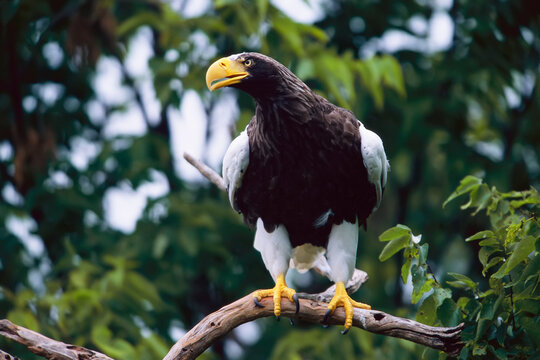 Captive Steller's sea eagle (Haliaeetus pelagicus) on a branch in a zoo enclosure; Cincinnati, Ohio, United States of America