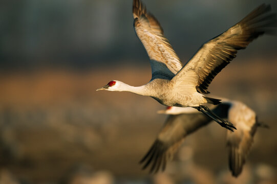 Sandhill cranes (Antigone canadensis) take flight over their Platte River roost, Lillian Annette Rowe Bird Sanctuary, Gibbon, Nebraska, USA; Gibbon, Nebraska, United States of America