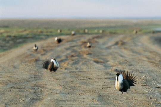 Male Greater sage-grouse (Centrocercus urophasianus) puff chests and splay feathers to attract mates; Pinedale, Wyoming, United States of America