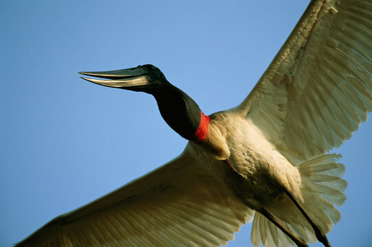 Jabiru stork (Jabiru mycteria) in flight in a bright blue sky; Pantanal, Brazil