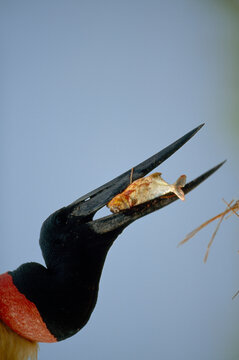 Jabiru stork (Jabiru mycteria) with a piranha in its beak; Pantanal, Brazil