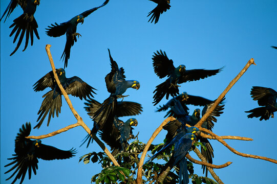 Flock of Hyacinth macaws (Anodorhynchus Hyacinthinus) come to roost on a tree; Pantanal, Brazil