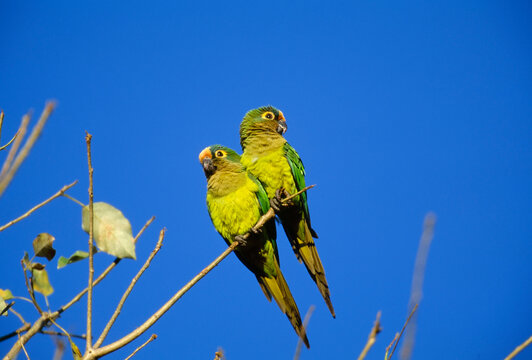 Pair of Peach-fronted parakeets (Aratinga aurea); Pantanal, Brazil