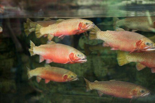 Greenback Cutthroat Trout (Oncorhynchus Clarki Stomias) At An Aquarium; Denver, Colorado, United States Of America