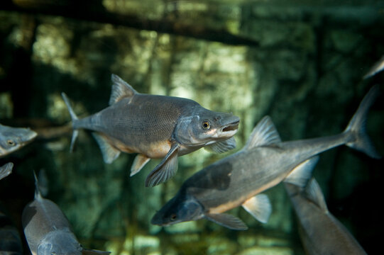 Federally endangered Humpback chubs (Gila cypha) at an aquarium; Denver, Colorado, United States of America