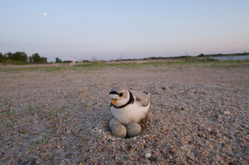 Piping plover (Charadrius melodus) protecting eggs on a nest; North Bend, Nebraska, United States of America