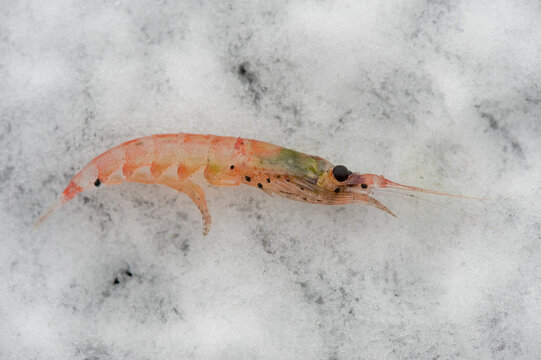 Krill (Euphausia superba), the basis of the Antarctic ecosystem, laying on ice on Deception Island, Antarctic Peninsula; Antarctica